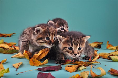 simsearch:400-07293083,k - Autumn group portrait of small kittens in fallen dry leaves . Studio shot. Photographie de stock - Aubaine LD & Abonnement, Code: 400-07250072