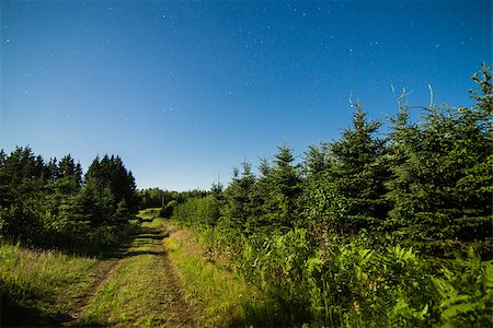 simsearch:400-03974201,k - Country Road in the forest with Clear Sky and Stars at Night Time Foto de stock - Super Valor sin royalties y Suscripción, Código: 400-07250086