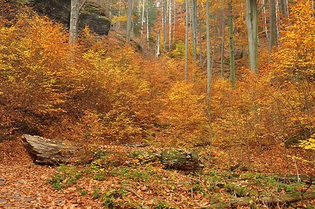 simsearch:400-07255480,k - Autumn forest with colorful falling leaves and way Stock Photo - Budget Royalty-Free & Subscription, Code: 400-07250177