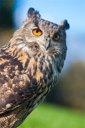 simsearch:700-03451645,k - European or Eurasian Eagle Owl, Bubo Bubo, with big orange eyes Stockbilder - Microstock & Abonnement, Bildnummer: 400-07250185