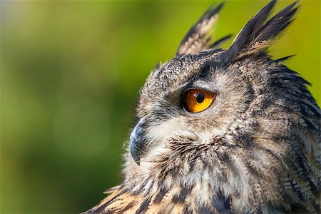 simsearch:400-07412118,k - European or Eurasian Eagle Owl, Bubo Bubo, with big orange eyes Photographie de stock - Aubaine LD & Abonnement, Code: 400-07250188