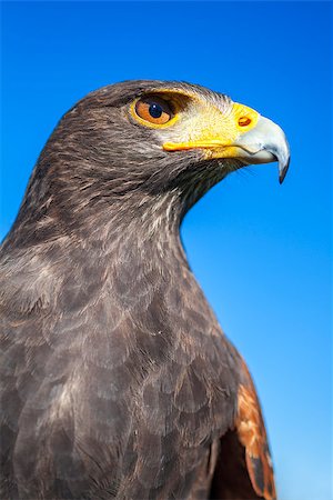 Harris Hawk, Parabuteo Unicinctus, in profile against a blue sky. Bird of prey native to the southwestern United States of America south to Chile and central Argentina. Stock Photo - Budget Royalty-Free & Subscription, Code: 400-07250193