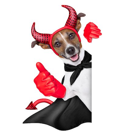 devil dog behind a blank white banner with thumb up Fotografie stock - Microstock e Abbonamento, Codice: 400-07250575