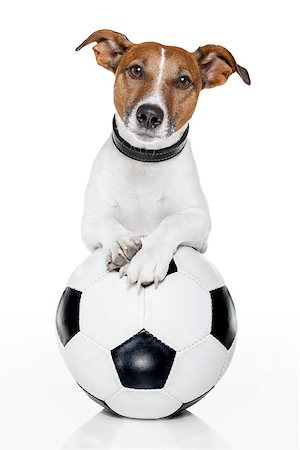 simsearch:400-06461634,k - dog with a white soccer ball Stock Photo - Budget Royalty-Free & Subscription, Code: 400-07250587