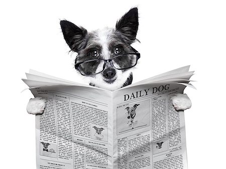 dog reading and holding a blank newspaper Foto de stock - Super Valor sin royalties y Suscripción, Código: 400-07250595