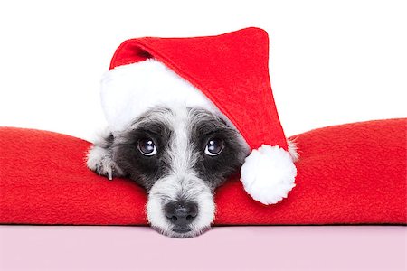 funny present christmas - christmas dog on a red blanket with santa hat Stock Photo - Budget Royalty-Free & Subscription, Code: 400-07250596