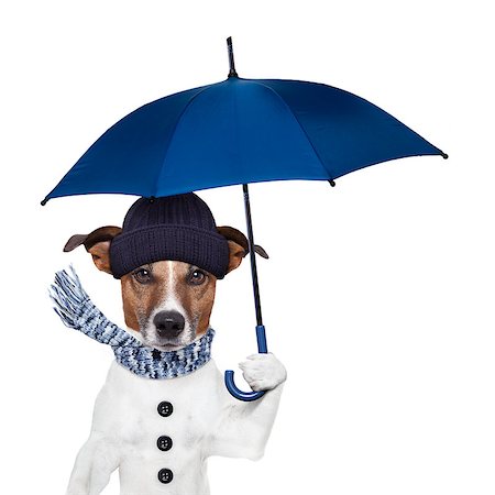 funny freezing cold photos - rain umbrella winter dog Stock Photo - Budget Royalty-Free & Subscription, Code: 400-07250600