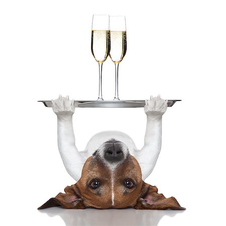 funny jack russell christmas pictures - dog lifting a service tray with two glasses of  champagne Stock Photo - Budget Royalty-Free & Subscription, Code: 400-07250602