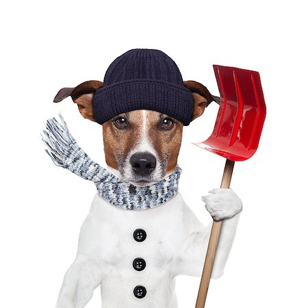 funny freezing cold photos - winter dog red shovel snow Stock Photo - Budget Royalty-Free & Subscription, Code: 400-07250610