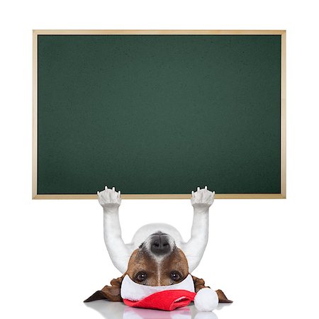 simsearch:400-06927182,k - christmas dog lifting a very big placard Stockbilder - Microstock & Abonnement, Bildnummer: 400-07250611