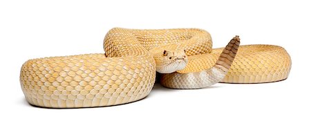 simsearch:400-08939421,k - albinos western diamondback rattlesnake - Crotalus atrox, poisonous, white background Stock Photo - Budget Royalty-Free & Subscription, Code: 400-07250939