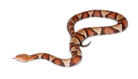 simsearch:400-08939421,k - Copperhead snake or highland moccasin - Agkistrodon contortrix, poisonous, white background Stock Photo - Budget Royalty-Free & Subscription, Code: 400-07250955