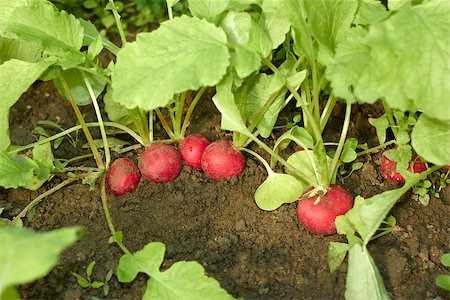 simsearch:400-06701002,k - Red radishes roots growing in the soil of vegetable garden close-up Foto de stock - Super Valor sin royalties y Suscripción, Código: 400-07250975