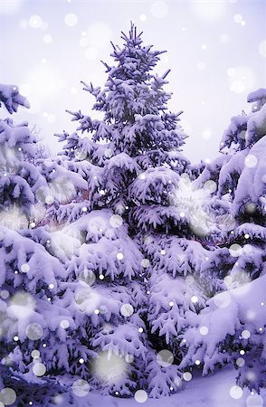 Christmas Trees under Beautiful Snow Cover. Winter Landscape Photographie de stock - Aubaine LD & Abonnement, Code: 400-07251001