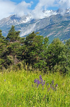 Summer mountain landscape with purple wild flowers in front  (Alps, Switzerland) Stock Photo - Budget Royalty-Free & Subscription, Code: 400-07251096