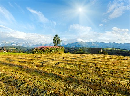 Summer mountain evening country view with mown field and lonely tree and Tatra range behind (Gliczarow Gorny, Poland) Stock Photo - Budget Royalty-Free & Subscription, Code: 400-07251098