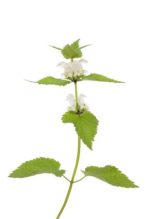 dead nettle - white flower dead-nettle(Lamium album)on white Stock Photo - Budget Royalty-Free & Subscription, Code: 400-07251111