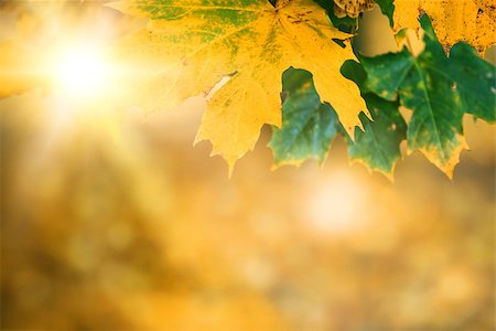 autumn leaves with sunlight, bokeh and shallow focus Stock Photo - Budget Royalty-Free & Subscription, Code: 400-07251177