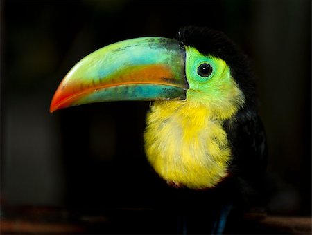 sgabby2001 (artist) - Colorful toucan on a black background Stock Photo - Budget Royalty-Free & Subscription, Code: 400-07251219