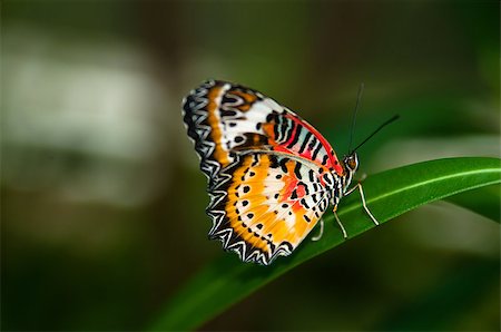 sgabby2001 (artist) - Beautiful colorful butterfly on a leaf Stock Photo - Budget Royalty-Free & Subscription, Code: 400-07251221