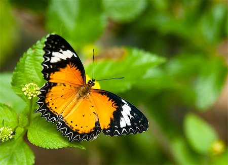 sgabby2001 (artist) - Beautiful colorful butterfly on a leaf Stock Photo - Budget Royalty-Free & Subscription, Code: 400-07251222