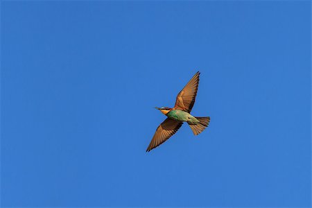 simsearch:400-08861264,k - european bee-eater (Merops Apiaster) in fly Photographie de stock - Aubaine LD & Abonnement, Code: 400-07251505