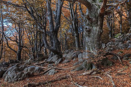 porojnicu (artist) - forest landscape from the autumn Carpathian mountains Stock Photo - Budget Royalty-Free & Subscription, Code: 400-07251507