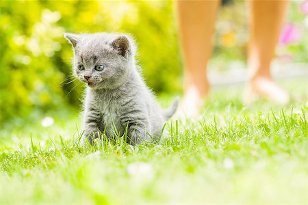 Young grey kitten lying in the garden on fresh green grass Photographie de stock - Aubaine LD & Abonnement, Code: 400-07251665