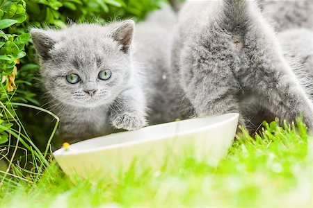 Young grey kitten lying in the garden on fresh green grass Photographie de stock - Aubaine LD & Abonnement, Code: 400-07251661