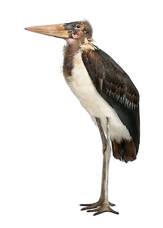 simsearch:400-07255752,k - Marabou Stork - Leptoptilos crumeniferus (1 year old) Photographie de stock - Aubaine LD & Abonnement, Code: 400-07251795