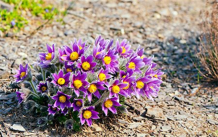 pasque flower - Pasque flower (or pasqueflower), wind flower, prairie crocus, easter flower, and meadow anemone. Stock Photo - Budget Royalty-Free & Subscription, Code: 400-07252068