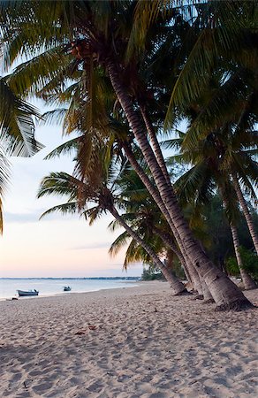 simsearch:400-07093200,k - A tropical beach with coconut palms during the sunset Fotografie stock - Microstock e Abbonamento, Codice: 400-07252070