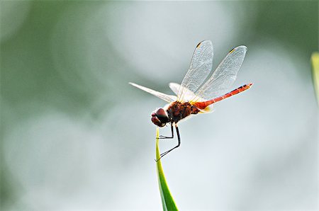 Beautiful dragonfly on tip of green leaf Foto de stock - Super Valor sin royalties y Suscripción, Código: 400-07252409