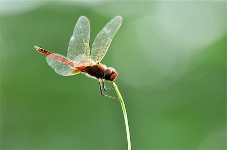 Beautiful dragonfly on tip of green leaf Foto de stock - Super Valor sin royalties y Suscripción, Código: 400-07252410