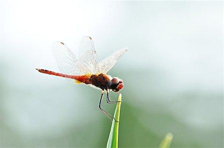 Beautiful dragonfly on tip of green leaf Foto de stock - Super Valor sin royalties y Suscripción, Código: 400-07252411