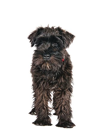 simsearch:400-09132532,k - miniature schnauzer is isolated on a white background Photographie de stock - Aubaine LD & Abonnement, Code: 400-07252441