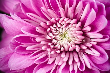 Petals of a pink chrysanthemum a close up Stock Photo - Budget Royalty-Free & Subscription, Code: 400-07252451