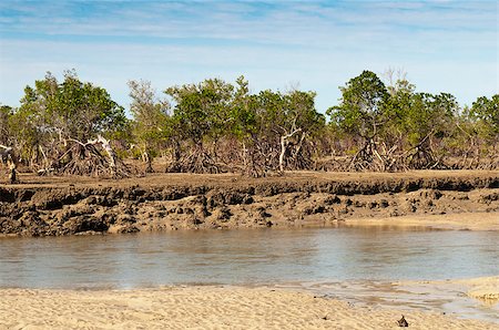 simsearch:400-07329792,k - A mangrove forest on the coast, Madagascar Foto de stock - Super Valor sin royalties y Suscripción, Código: 400-07252744
