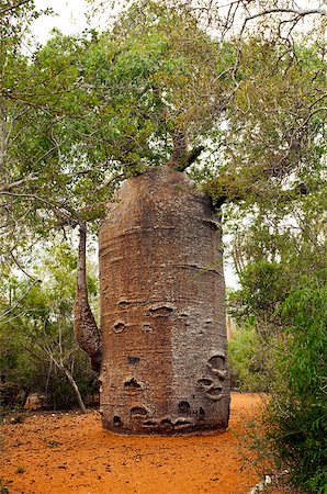 A shot of baobab on a cloudy day, Madagascar Foto de stock - Super Valor sin royalties y Suscripción, Código: 400-07252743