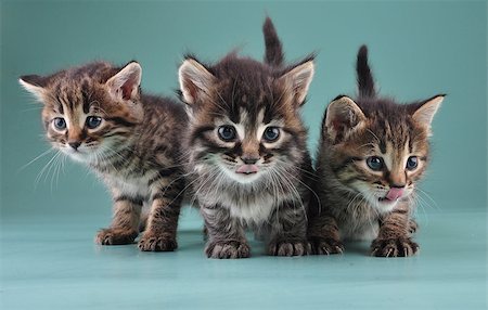 Group of three little kittens together . Studio shot. Photographie de stock - Aubaine LD & Abonnement, Code: 400-07253069