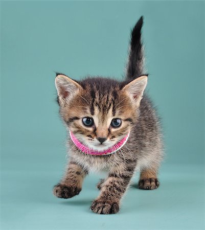 Studio portrait of little kitten with Indian bracelets . Studio shot. Stock Photo - Budget Royalty-Free & Subscription, Code: 400-07253072