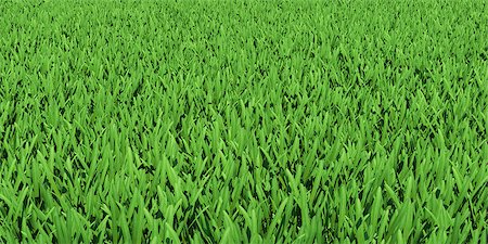 simsearch:400-03945601,k - Field of green grass. Background texture, high resolution Stock Photo - Budget Royalty-Free & Subscription, Code: 400-07253147