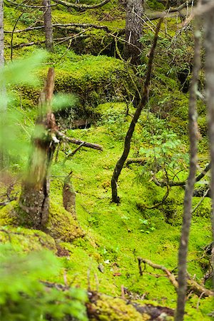 Tree Moss Deep in a Wild Forest with Soft Light Photographie de stock - Aubaine LD & Abonnement, Code: 400-07253218