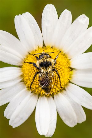 Closeup of a Bee Perfectly Centered on a Daisy Flower with water drop. Picture taken during the early Morning with a Soft Side Light Stock Photo - Budget Royalty-Free & Subscription, Code: 400-07253224