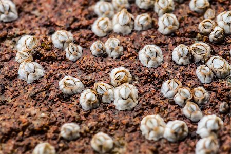 Macro (extreme closeup) of Some miniature white Balanus glandula on a rock while the Tide was Low Photographie de stock - Aubaine LD & Abonnement, Code: 400-07253227