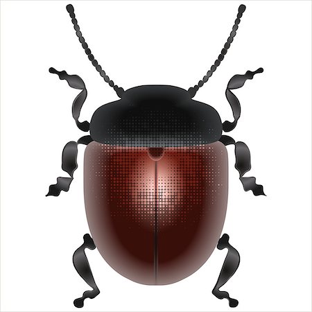 simsearch:400-08222144,k - vector image of the beetle, isolated object on a white background brown Stockbilder - Microstock & Abonnement, Bildnummer: 400-07253240
