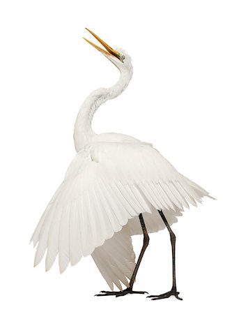 simsearch:400-07253318,k - Great Egret or Great White Egret or Common Egret - Ardea alba Photographie de stock - Aubaine LD & Abonnement, Code: 400-07253295