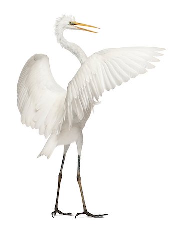 simsearch:400-07253331,k - Great Egret or Great White Egret or Common Egret - Ardea alba Photographie de stock - Aubaine LD & Abonnement, Code: 400-07253291