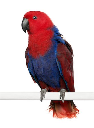 simsearch:400-07253318,k - Female Eclectus Parrot - Eclectus roratus Photographie de stock - Aubaine LD & Abonnement, Code: 400-07253333