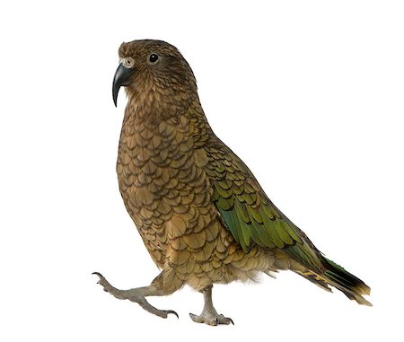 simsearch:400-07253318,k - Kea - Nestor notabilis, is a parrot Photographie de stock - Aubaine LD & Abonnement, Code: 400-07253344